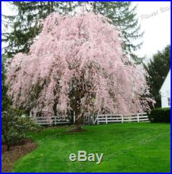 20 Pink Fountain Weeping Cherry Tree Seeds DIY Home Garden Dwarf Tree Romantic