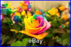 20 Rainbow Rare Rose Seeds Fresh Exotic Rose Flower Seeds Multicolor Rose
