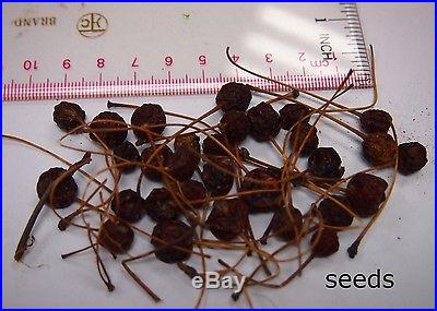 20 Seeds European Crab Apple Malus micromalus Midget crabapple sylvestris Bonsai
