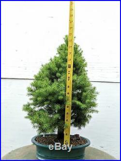 22 Year Old Dwarf Alberta Spruce Specimen Christmas Bonsai Tree