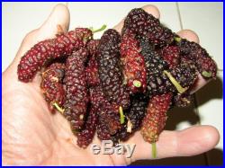 24 Pakistan Mulberry TREE Plant Cutting Scion 8-10 Long Red Purple Fruit 21X2