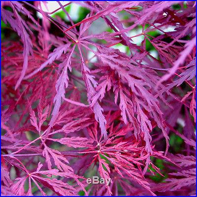 25 Seeds! Crimson Queen Japanese Maple Seed