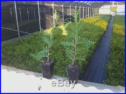 25 Thuja Plicata'Green Giant' Arborvitae plants-3 pot