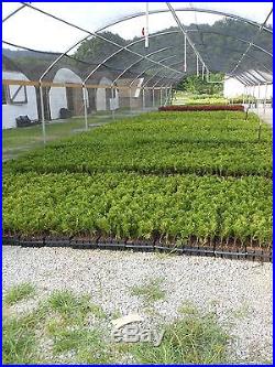 25 Thuja Plicata'Green Giant' Arborvitae plants-3 pot
