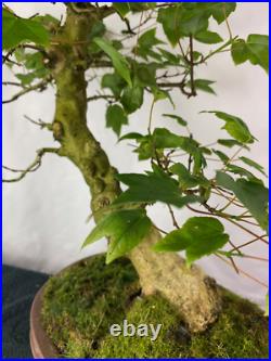 25-yr Old Slant-Style Trident Maple Outdoor Bonsai Tree FAT TRUNK