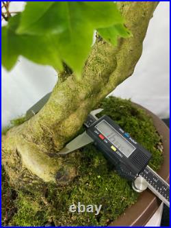25-yr Old Slant-Style Trident Maple Outdoor Bonsai Tree FAT TRUNK