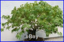 26 Year Old Japanese Maple Root Over Rock Specimen Bonsai Tree