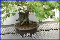 26 Year Old Japanese Maple Root Over Rock Specimen Bonsai Tree