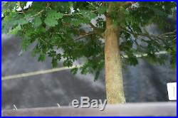 29 Year Old Flowering Brazilian Raintree Specimen Bonsai Tree