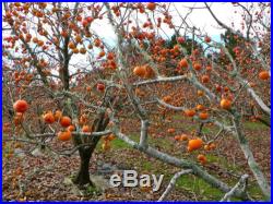 2 American Persimmon Trees, Great Fruit! FREE SHIPPING