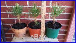 2 x Japanese Black Pine Pinus Thunbergii Seedling Pre-Bonsai / Landscape / Gift