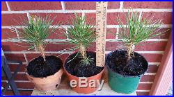 2 x Japanese Black Pine Pinus Thunbergii Seedling Pre-Bonsai / Landscape / Gift