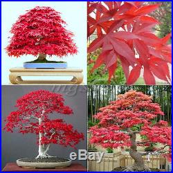 30 Seeds Red Maple Heirloom Scarlet Acer Rubrum Bonsai Tree Shrub Garden Decor