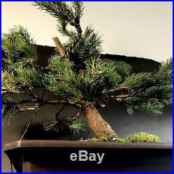 30 Year Specimen Scots Pine Bonsai Tree With A Very Thick Trunk