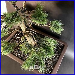 30 Year Specimen Scots Pine Bonsai Tree With A Very Thick Trunk