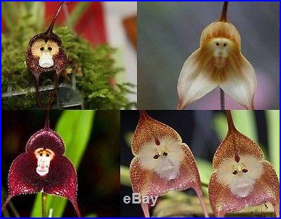 30 pieces New Arrival Type Orchid Seeds Saplings Fleshier Plant Flower Bonsai