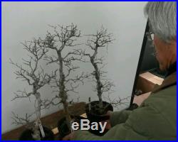 3 Korean Hornbeam Bonsai Tree Group 107
