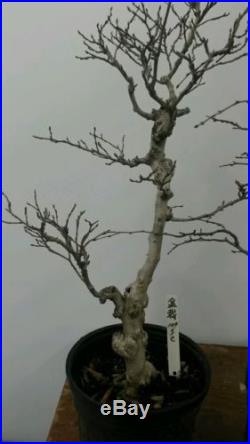 3 Korean Hornbeam Bonsai Tree Group 107