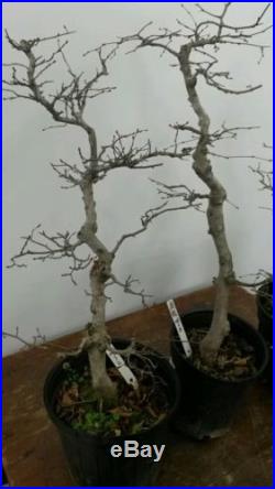 3 Korean Hornbeam Bonsai Tree Group 108