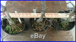 3 Korean Hornbeam Bonsai Tree Group 108