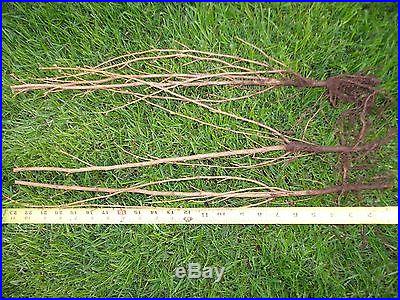 3 Three Tree Grove Japanese Larch Larix Leptolepis for Bonsai or Landscape