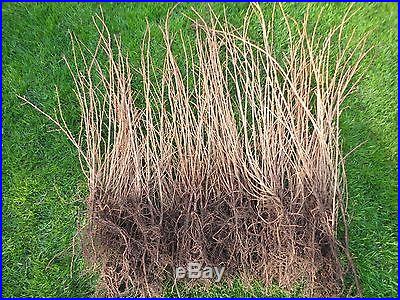 3 Three Tree Grove Japanese Larch Larix Leptolepis for Bonsai or Landscape