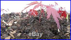 3 lot of Baby Japanese Maple Trees! Start your own Bonsai! Guaranteed to live