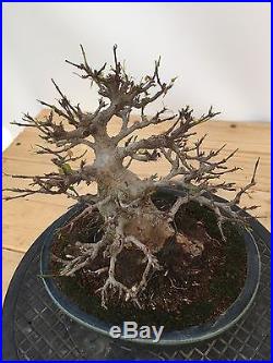 40 Years Old Japanese Trident Maple Bonsai