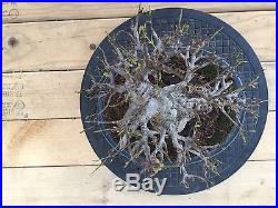 40 Years Old Japanese Trident Maple Bonsai