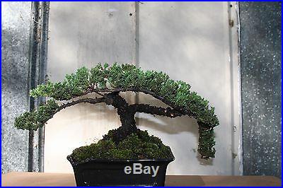 40 year old Bonsai Tree