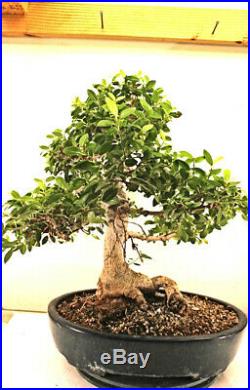40 year old Ficus burtt davyi informal upright Bonsai