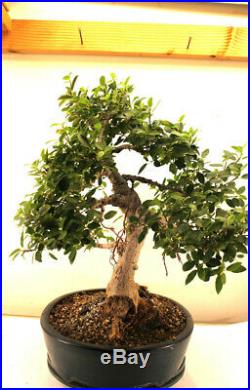 40 year old Ficus burtt davyi informal upright Bonsai