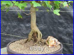 42 Year Old Trident Maple Exposed Root Specimen Bonsai Tree