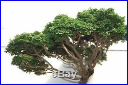 46 Year Old Windswept Dwarf Hinoki Cypress Specimen Bonsai Tree