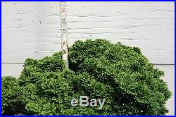 46 Year Old Windswept Dwarf Hinoki Cypress Specimen Bonsai Tree