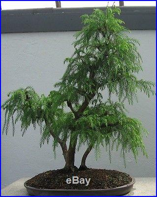 50 JAPANESE RED CEDAR TREE SEEDS Cryptomeria Japonica Sugi BONSAI Evergreen