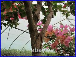 59 Year Old Bougainvillea Specimen Bonsai Tree