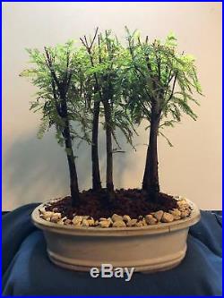 5 Bald Cypress planting. 7-10yr trees