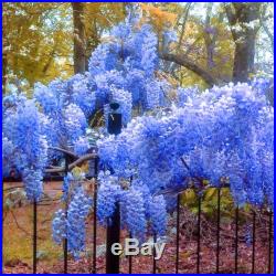 5 Blue Japanese Wisteria Seeds Flower Extra Long Cluster Fragrant TT017