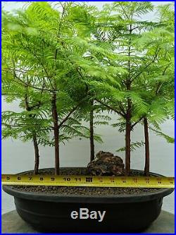 5 Tree Redwood Forest Bonsai Tree