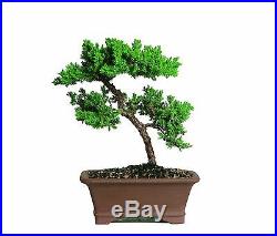 5 Years Old Green Mound Juniper Bonsai Live Tree 13 Inches Tall Japanese Outdoor