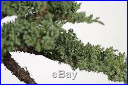 5 Years Old Green Mound Juniper Bonsai Live Tree 13 Inches Tall Japanese Outdoor