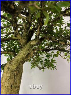 60-yr. Old, FAT-trunk, Broom-Style, Rescue Japanese Boxwood LIVE BONSAI TREE