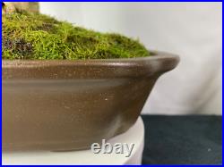 60-yr. Old, FAT-trunk, Broom-Style, Rescue Japanese Boxwood LIVE BONSAI TREE