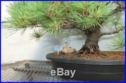 63 Year Old Japanese White Pine Specimen Bonsai Tree