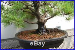 63 Year Old Japanese White Pine Specimen Bonsai Tree