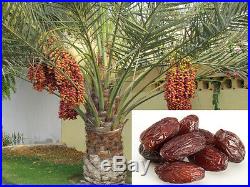 6 Date Palm (Phoenix Dactylifera) Fresh Exotic Palm Fruit Tree Seeds
