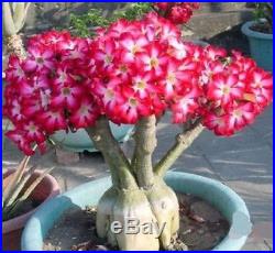 6 Pcs Multi-color Adenium obesum Desert Rose Seeds Flower garden supplies bonsas