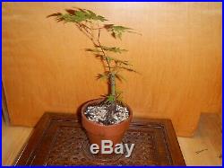6 Year Japanese Maple Acer Palmatum Aureum 3/8 Inch Trunk Bonsai Tree Nebari