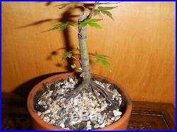 6 Year Japanese Maple Acer Palmatum Aureum 3/8 Inch Trunk Bonsai Tree Nebari